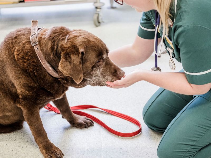 Dog 2024 at vet